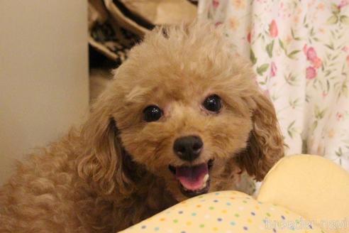 販売中のトイプードルの親犬